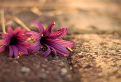 ​家乡造句,用家乡怎么造句