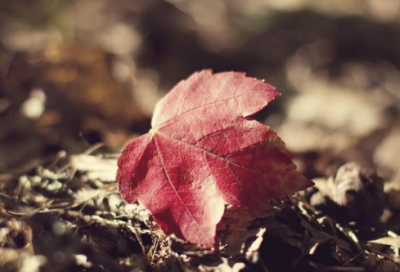 ​尿造句,用尿怎么造句