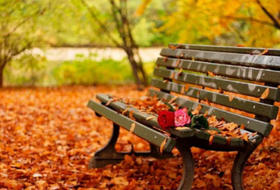 ​墙头草造句,用墙头草怎么造句