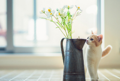 ​肥皂泡造句,用肥皂泡怎么造句