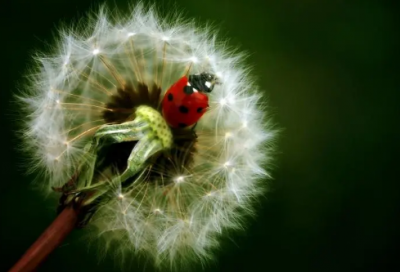 ​和事老造句,用和事老怎么造句