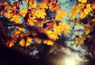 ​座上宾造句,用座上宾怎么造句