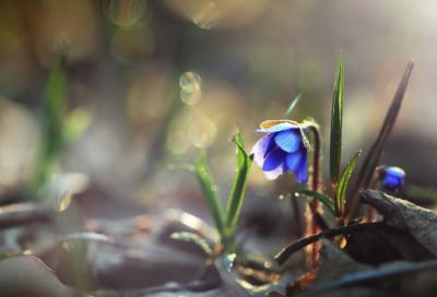 ​敲门砖造句,用敲门砖怎么造句