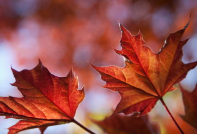 ​逐客令造句,用逐客令怎么造句