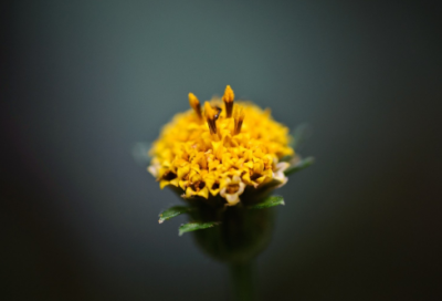 ​狮子吼造句,用狮子吼怎么造句