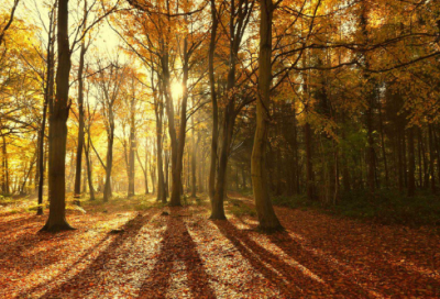 ​居功自傲造句,用居功自傲怎么造句