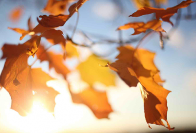 ​壁上观造句,用壁上观怎么造句