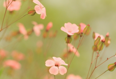 ​一不做二不休造句,用一不做二不休怎么造句