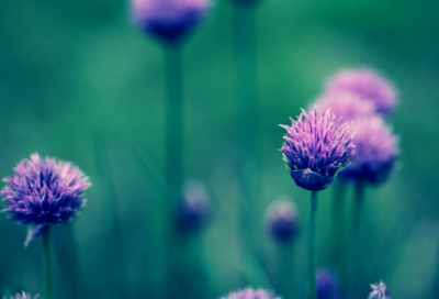 ​小燕子造句,用小燕子怎么造句