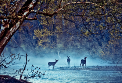 ​杀人不眨眼造句,用杀人不眨眼怎么造句