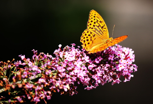 1687630210318165.png image.png