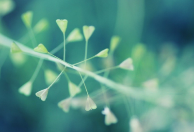 ​种造句,用种怎么造句