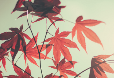 ​例造句,用例怎么造句