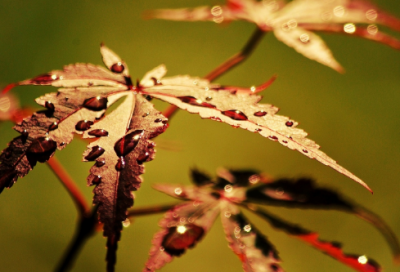 ​拔苗助长造句,用拔苗助长怎么造句