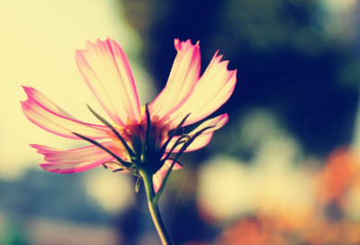 ​猩造句,用猩怎么造句