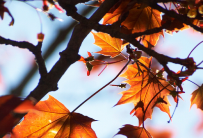 ​在造句,用在怎么造句