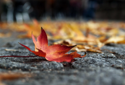 ​道不同不相为谋造句,用道不同不相为谋怎么造句