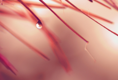 ​乐极生悲造句,用乐极生悲怎么造句