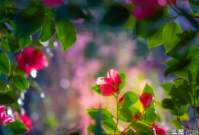 ​表示祝福的成语