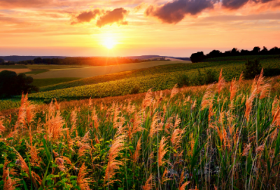 ​含有不字的成语