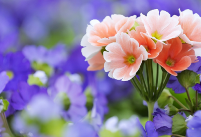 ​形容人苍老的成语