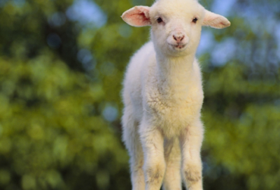 ​谊的成语(有情有谊的成语)