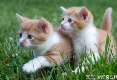 ​有关动物的成语