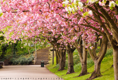 ​武陵春李清照翻译及赏析（武陵春注释及赏析）