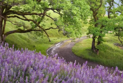 ​养竹记原文及翻译（养竹记原文及翻译注释）