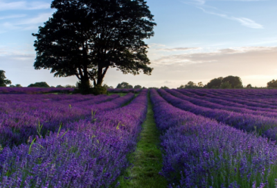 ​梦游天姥吟留别赏析（梦游天姥吟留别翻译和原文）