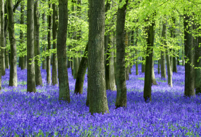 ​天净沙秋思赏析（天净沙秋思全诗翻译）