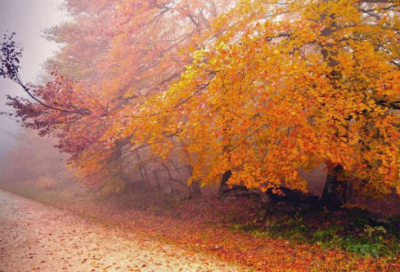 ​师说原文及翻译注释（师说原文及翻译注释赏析）
