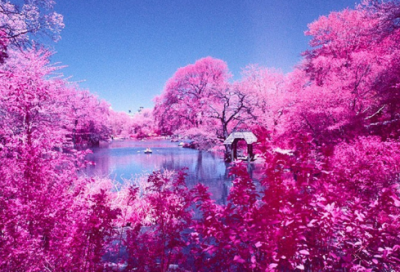 ​答谢中书书原文（答谢中书书翻译及赏析）