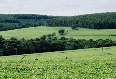 ​答谢中书书原文及翻译（答谢中书书解析）