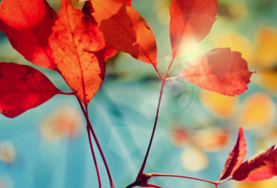 ​西江月辛弃疾赏析（西江月辛弃疾翻译及注释）