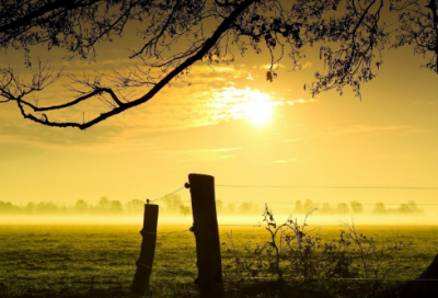 ​严郑公宅同咏竹翻译及赏析（严郑公宅同咏竹阅读答案）