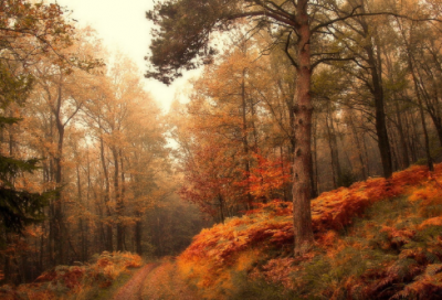 ​使至塞上赏析简短（使至塞上译文翻译）