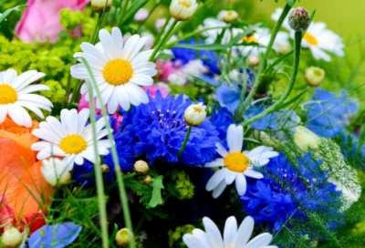 ​哀江头杜甫翻译和赏析（杜甫的哀江头原文及翻译）