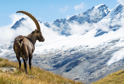 ​狼子野心翻译简短（狼子野心文言文翻译及原文）