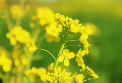 ​炒鱿鱼造句,用炒鱿鱼怎么造句