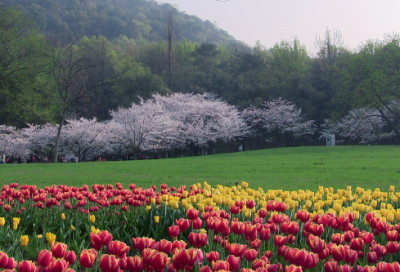 ​知其不可而为之造句,用知其不可而为之怎么造句