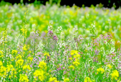 ​拨乱反正造句,用拨乱反正怎么造句