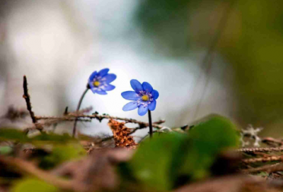 ​率造句,用率怎么造句