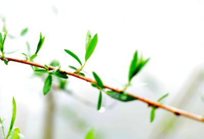 ​老黄牛造句,用老黄牛怎么造句