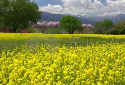 ​避风港造句,用避风港怎么造句