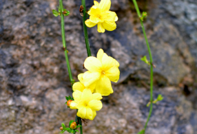 ​奉献给造句,用奉献给怎么造句