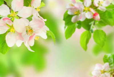 ​桃李满天下造句,用桃李满天下怎么造句