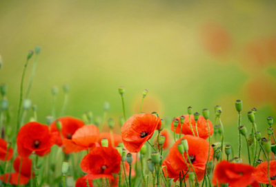 ​万众一心造句,用万众一心怎么造句