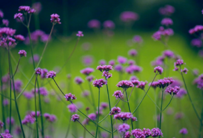 ​老大徒伤悲造句,用老大徒伤悲怎么造句