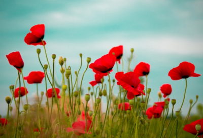 ​放造句,用放怎么造句